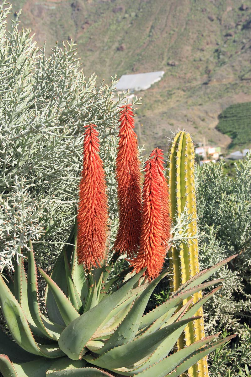 GIARDIN DE CACTUS di Gran Canaria